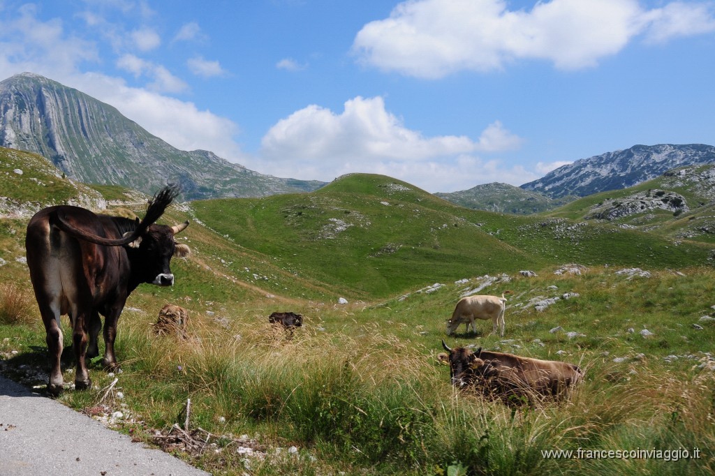 Parco Nazionale del Durmitor 393DSC_3218.JPG